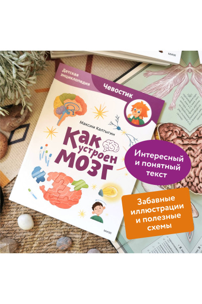 : Как устроен мозг. Детская энциклопедия (Чевостик) (Paperback)