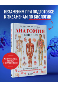 Анатомия человека. Популярный атлас. Самые подробные анатомические изображения