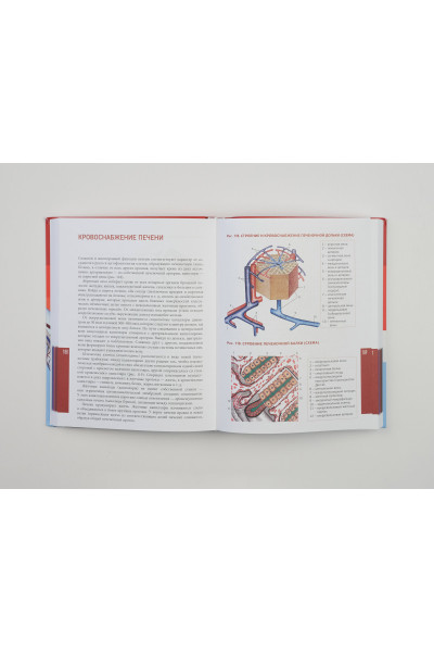 Анатомия человека. Современный атлас с подробными иллюстрациями