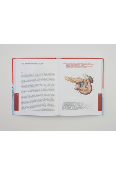 Анатомия человека. Современный атлас с подробными иллюстрациями