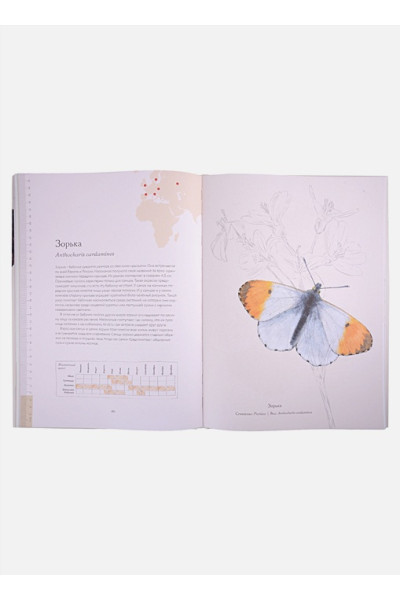 Ротери Б.: Загадочный мир бабочек