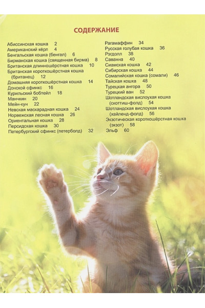 Соколова Л.: Энциклопедия для детей. Кошки
