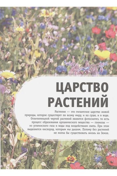 Спектор Анна Артуровна: Деревья, листья, цветы и семена