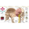 Dorling Kindersley (DK), Smithsonian Institution: Анатомия человека. Самая полная современная энциклопедия