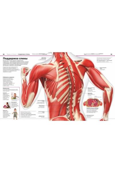 Dorling Kindersley (DK), Smithsonian Institution: Анатомия человека. Самая полная современная энциклопедия