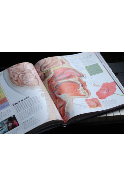 Dorling Kindersley (DK), Smithsonian Institution: Анатомия человека. Самая полная современная энциклопедия