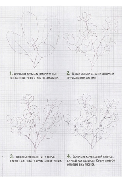 Скетчбук по ботанической иллюстрации