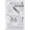Коултер Дэвид: Анатомия хатха-йоги. Дополненное и обновленное издание