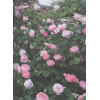 Розы. Восхитительные цветы для дома и сада