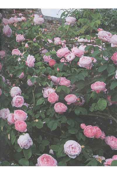 Розы. Восхитительные цветы для дома и сада