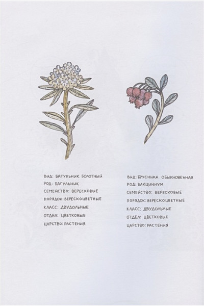Никитина Ю.: Азбука северных растений