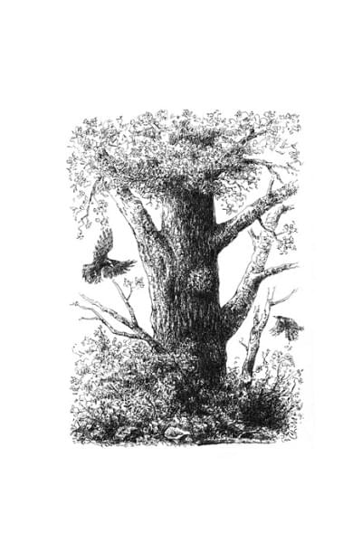 Симард Сюзанна: Тайны леса или Как деревья взаимодействуют с человеком и между собой