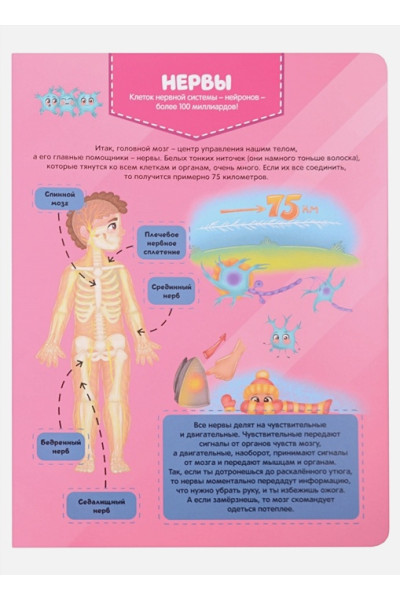 Тело человека. Детский атлас по анатомии