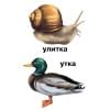 Растения и обитатели пресноводных водоемов. 4-7 лет. Демонстрационные материалы по природоведению