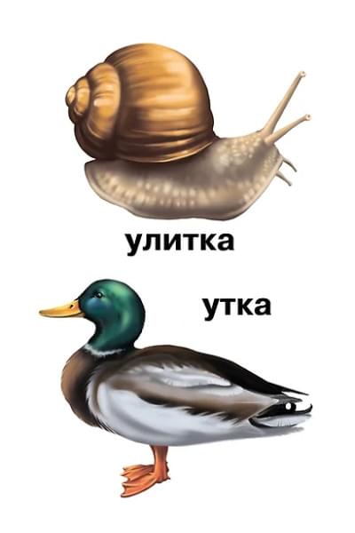 Растения и обитатели пресноводных водоемов. 4-7 лет. Демонстрационные материалы по природоведению