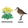 Растения и обитатели пресноводных водоемов. 4-7 лет. Демонстрационные материалы по природоведению