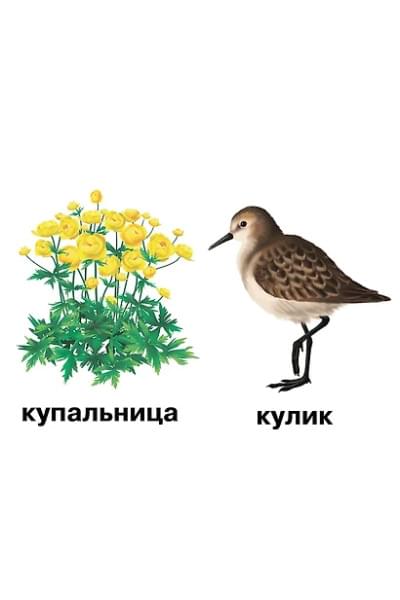 Растения и обитатели пресноводных водоемов. 4-7 лет. Демонстрационные материалы по природоведению