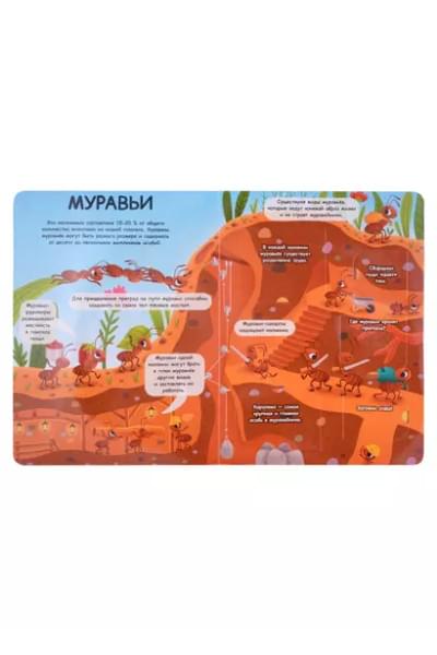 Книжка с окошками 235х315. Насекомые