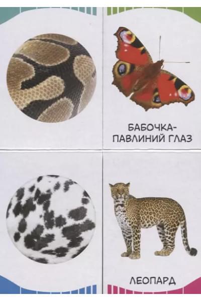Часть и целое. Пятнышки-полоски