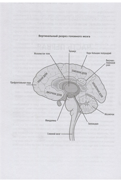 Риппон Джина: Гендерный мозг. Современная нейробиология развенчивает миф о женском мозге