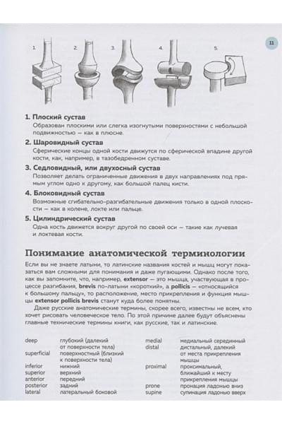 Анатомия для художников. Практический курс