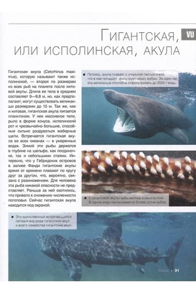 Спектор Анна Артуровна: Большая красная книга. 1001 фотография