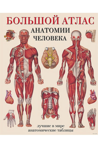 Махиянова Евгения Борисовна: Большой атлас анатомии человека