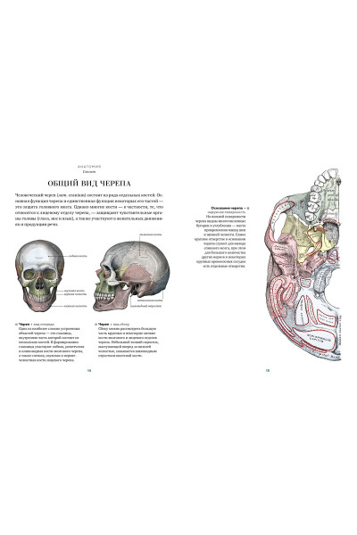 Анатомия (с иллюстрациями из классической «Анатомии Грея»)