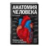 Боянович Юрий Владимирович: Анатомия человека: компактный атлас-раскраска