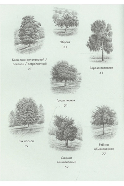 Хазе А.: Деревья: Как жизни человека и дерева переплетены друг с другом
