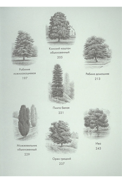 Хазе А.: Деревья: Как жизни человека и дерева переплетены друг с другом
