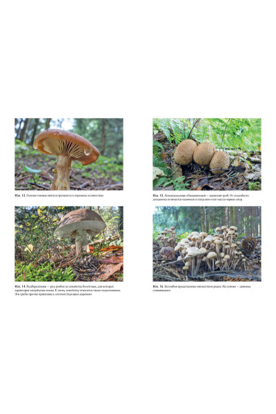 Хофрихтер Роберт: Таинственная жизнь грибов. Удивительные чудеса скрытого от глаз мира