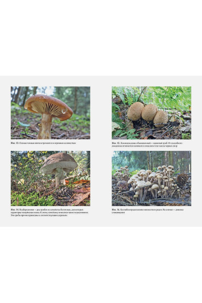 Хофрихтер Роберт: Таинственная жизнь грибов. Удивительные чудеса скрытого от глаз мира