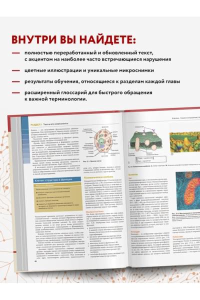 Во Энн, Грант Эллисон: Анатомия и физиология. Нормы и патологии