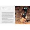 Приключения среди муравьев. Путешествие по земному шару с триллионами суперорганизмов