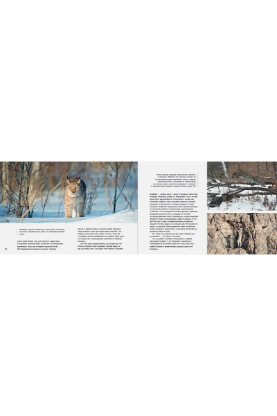 Малеев Валерий Геннадьевич: Дикие кошки России: иллюстрированный авторский фотоальбом