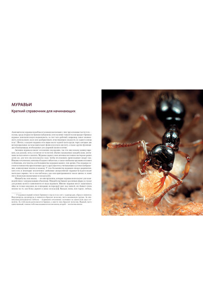 Приключения среди муравьев. Путешествие по земному шару с триллионами суперорганизмов