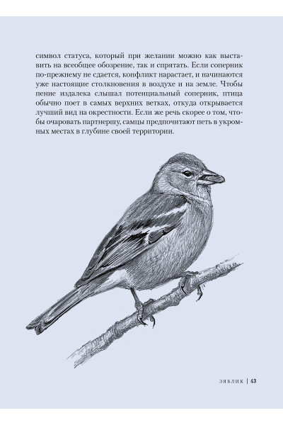 Птицы: Крылатые чудеса природы