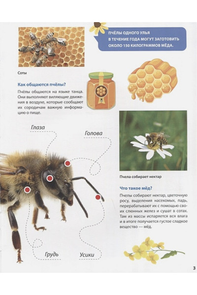 Ктиторова Е. (ред.): Все о насекомых малышам. Первая детская энциклопедия