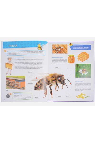 Ктиторова Е. (ред.): Все о насекомых малышам. Первая детская энциклопедия