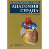 Анатомия сердца (в схемах и рисунках)